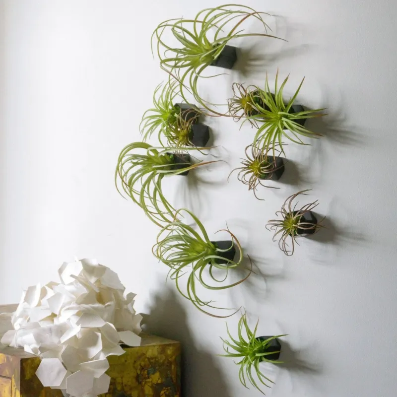 Green Wall Satellite, Wall Play™ Beehive Black w/ Air Plants, Set of 10 By Gold Leaf | Wall Art | Modishstore - 1