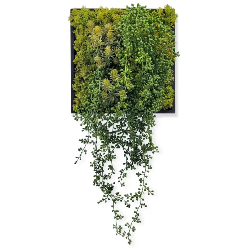 Green Wall, Mini Sedum Album & Pearls By Gold Leaf | Wall Art | Modishstore - 1